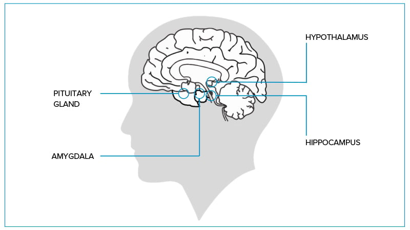 the limbic system