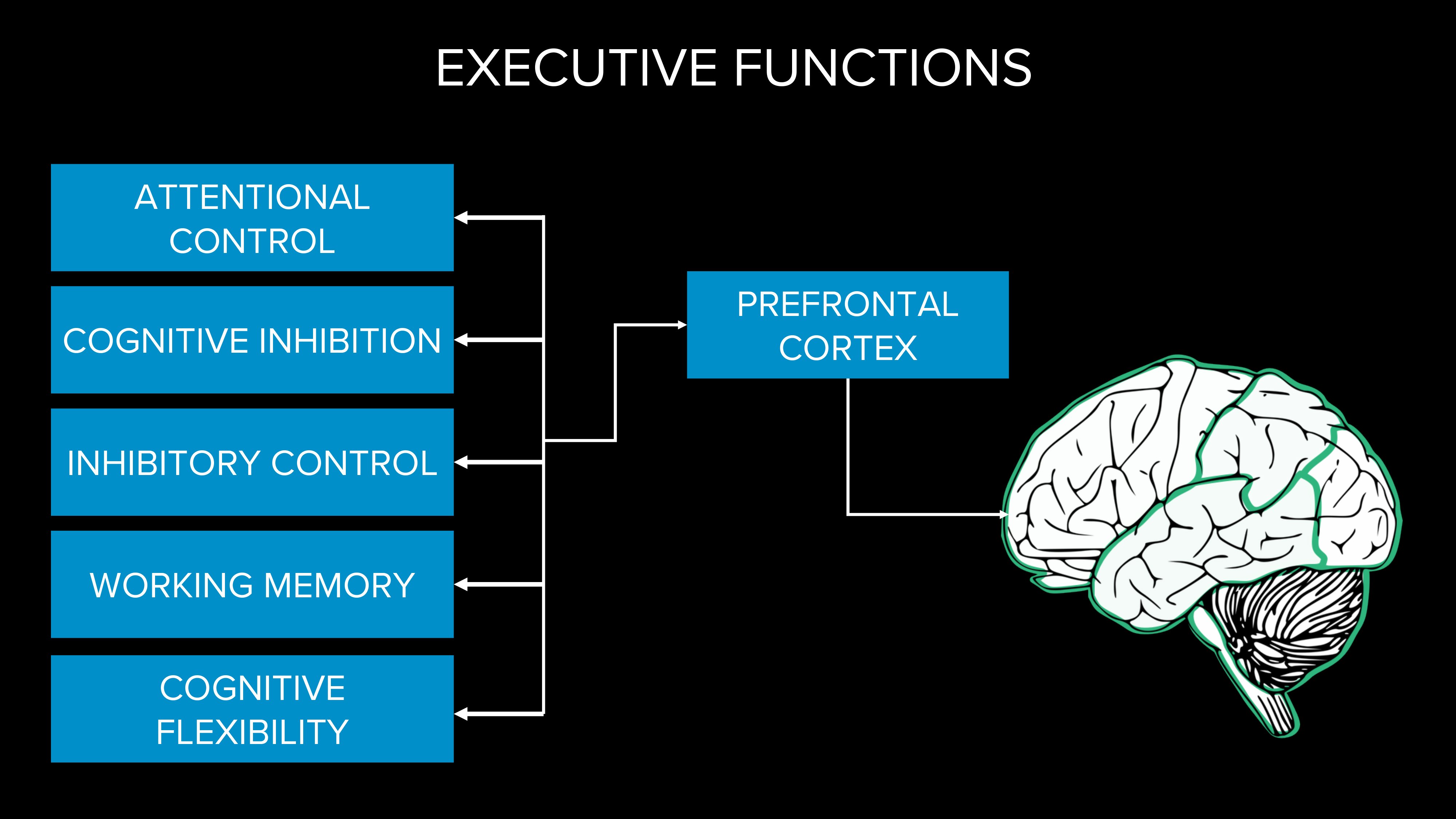 Executive brain functions